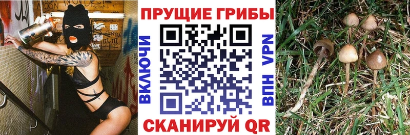 Купить закладки  Нолинск  Галлюциногенные грибы Cubensis 